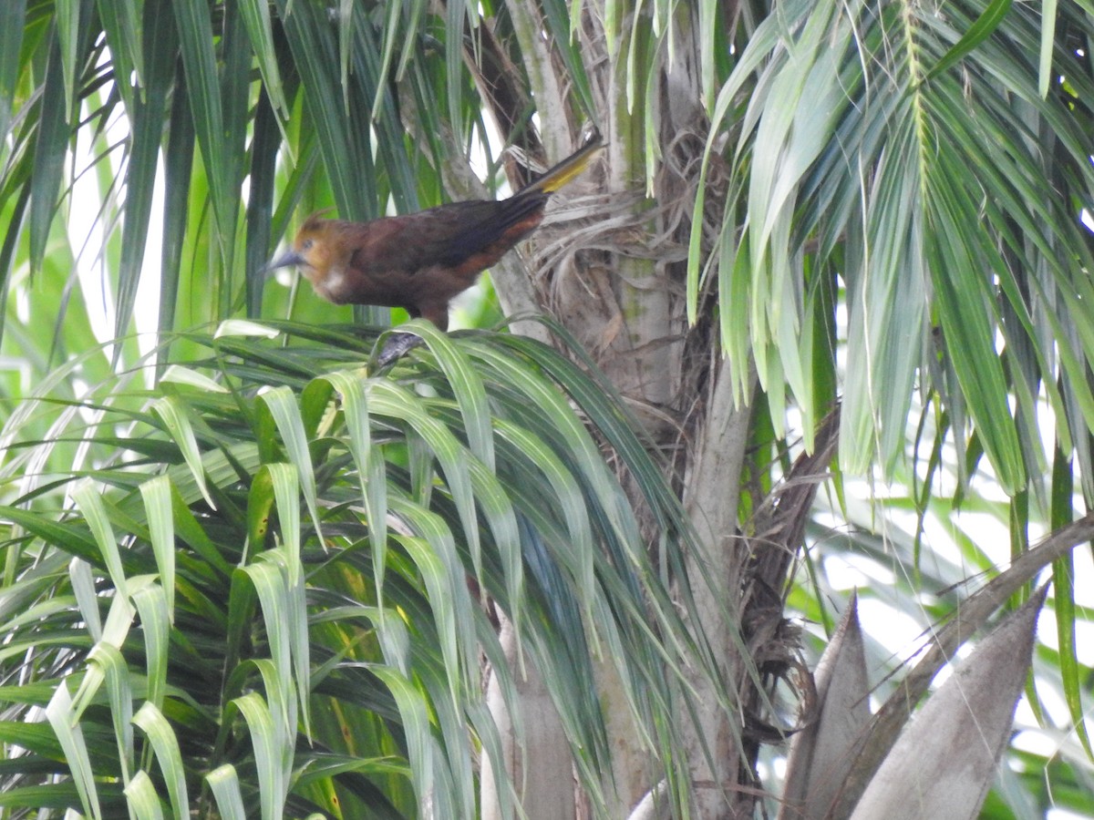 Russet-backed Oropendola - ML646178722