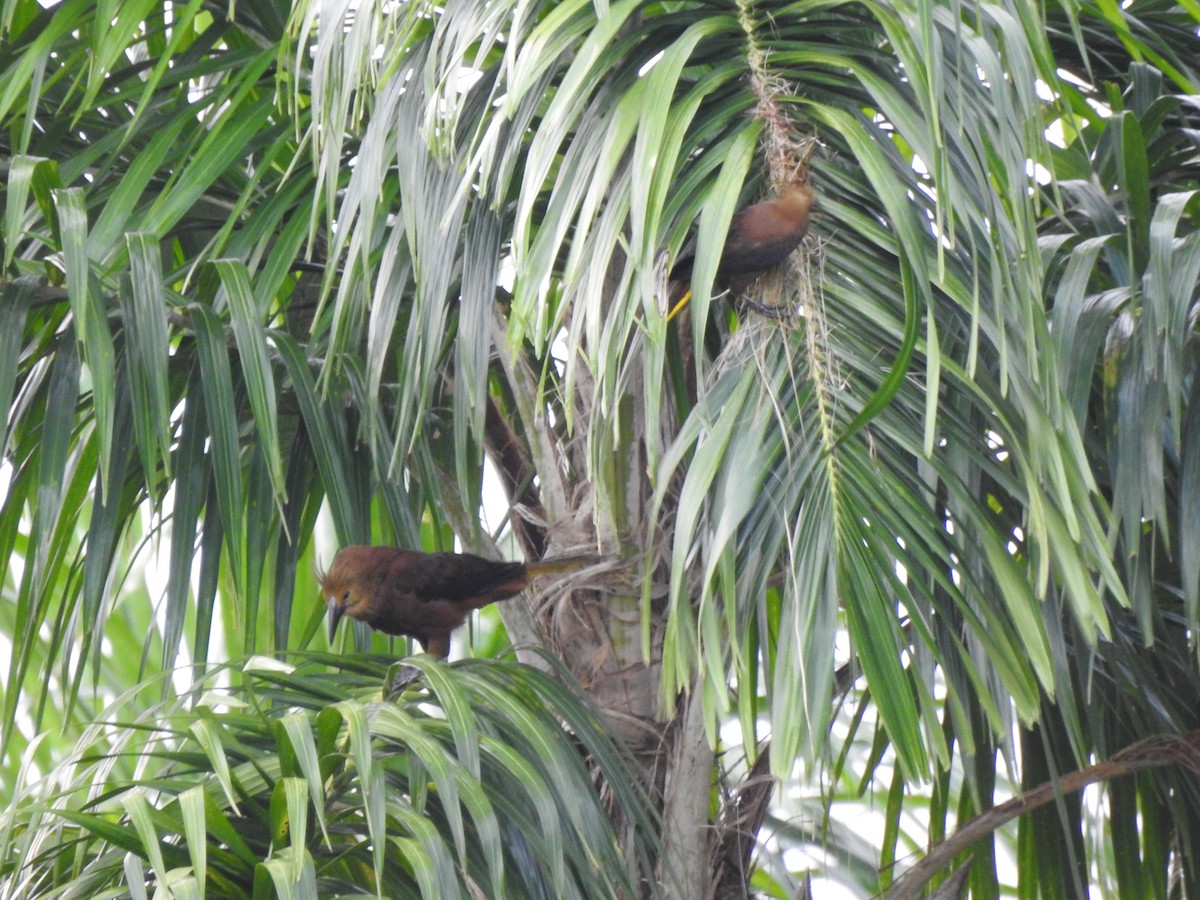 Russet-backed Oropendola - ML646178723