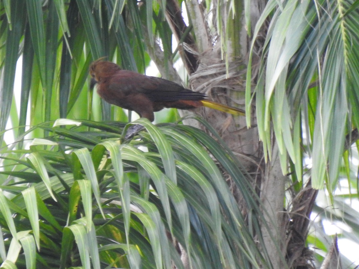 Russet-backed Oropendola - ML646178724
