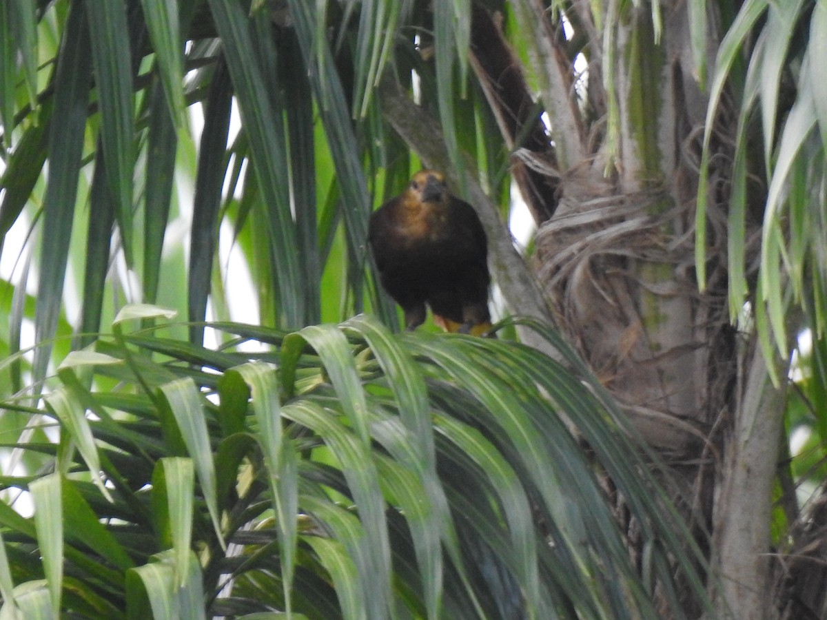 Russet-backed Oropendola - ML646178725