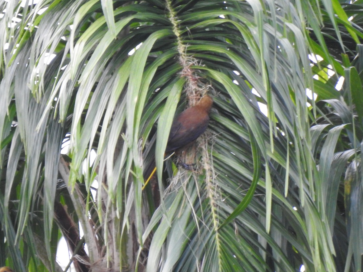 Russet-backed Oropendola - ML646178726