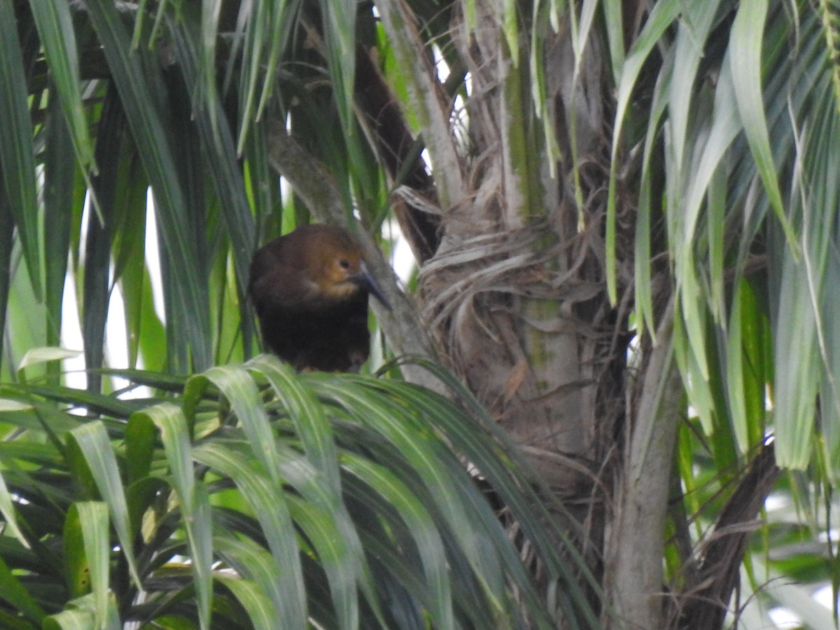 Russet-backed Oropendola - ML646178728