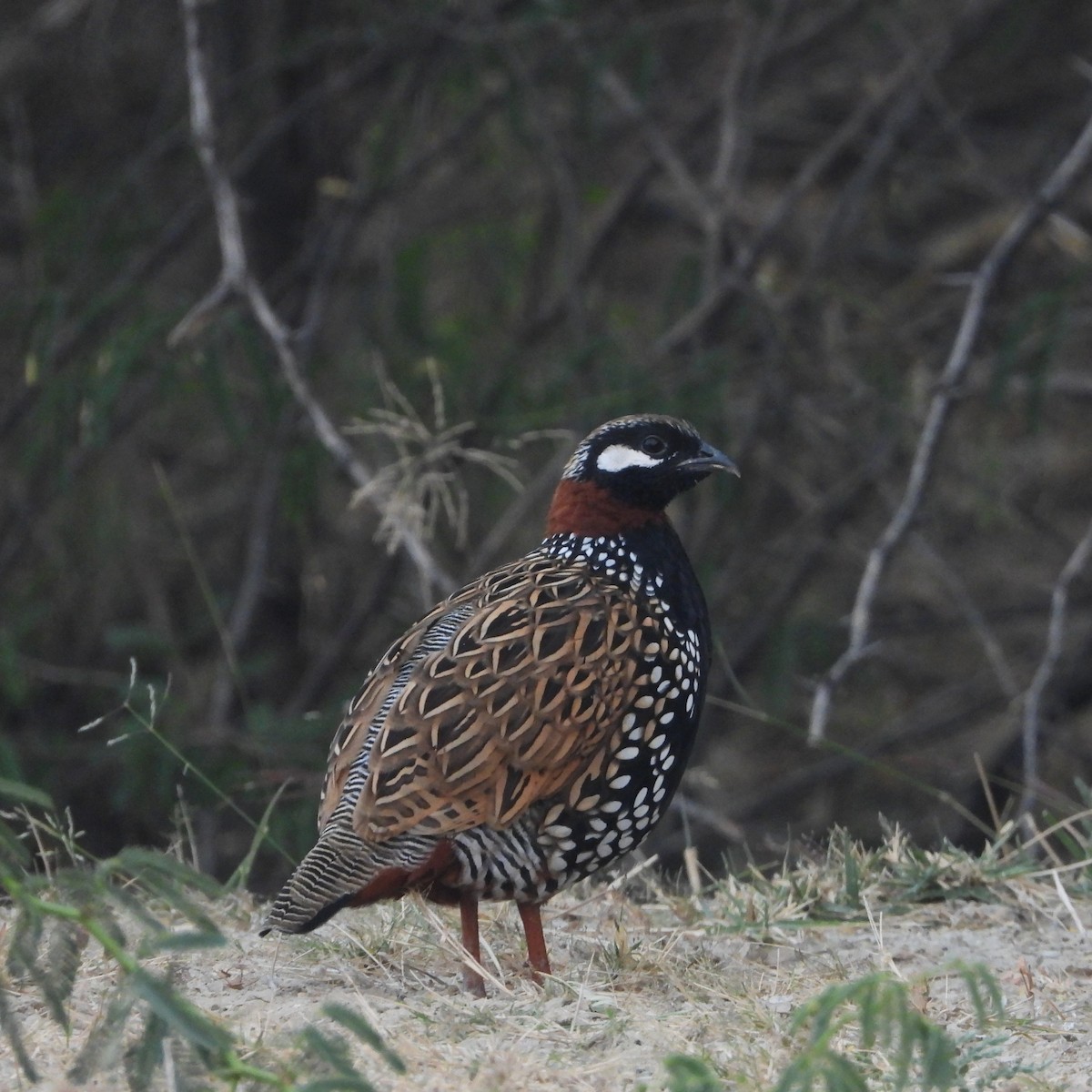 Black Francolin - ML646178732