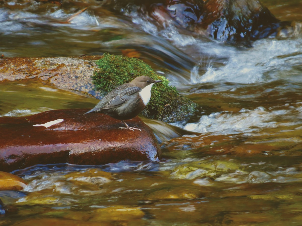 White-throated Dipper - ML646178733