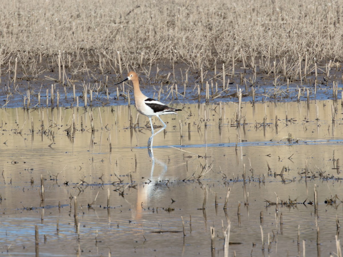 American Avocet - ML646178740