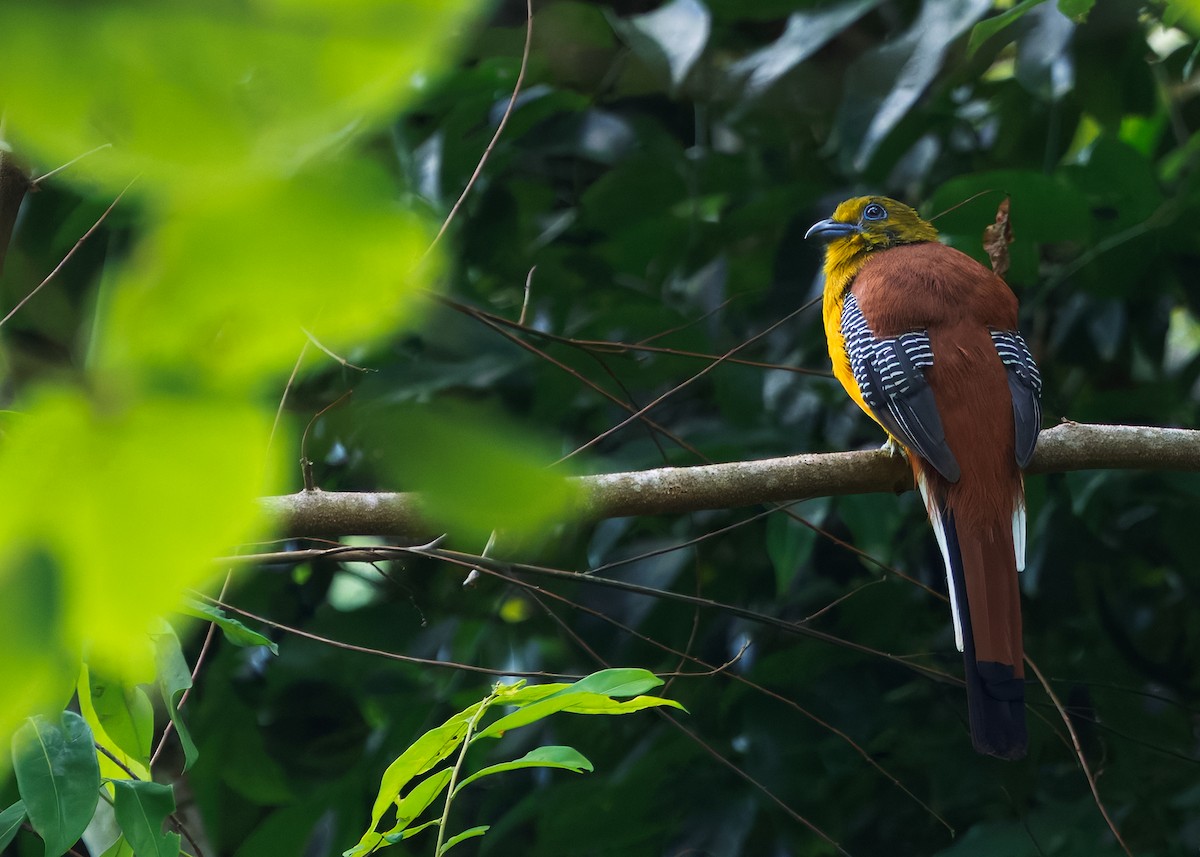 Оранжевобрюхий трогон [группа dulitensis] - ML646178741