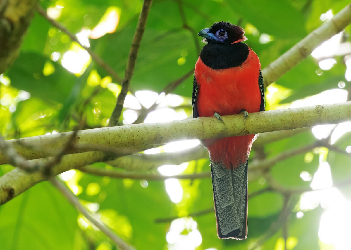 Diard's Trogon - ML646178745