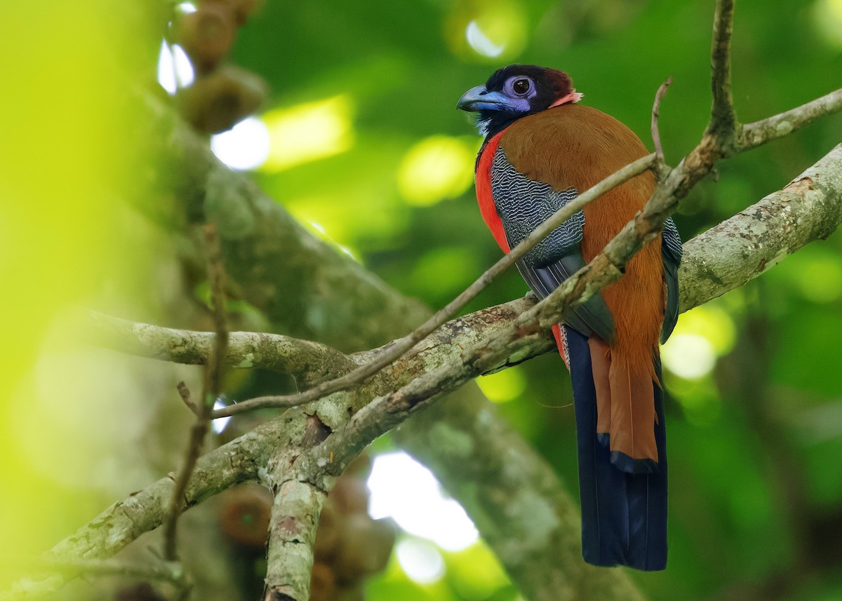 Diard's Trogon - ML646178747
