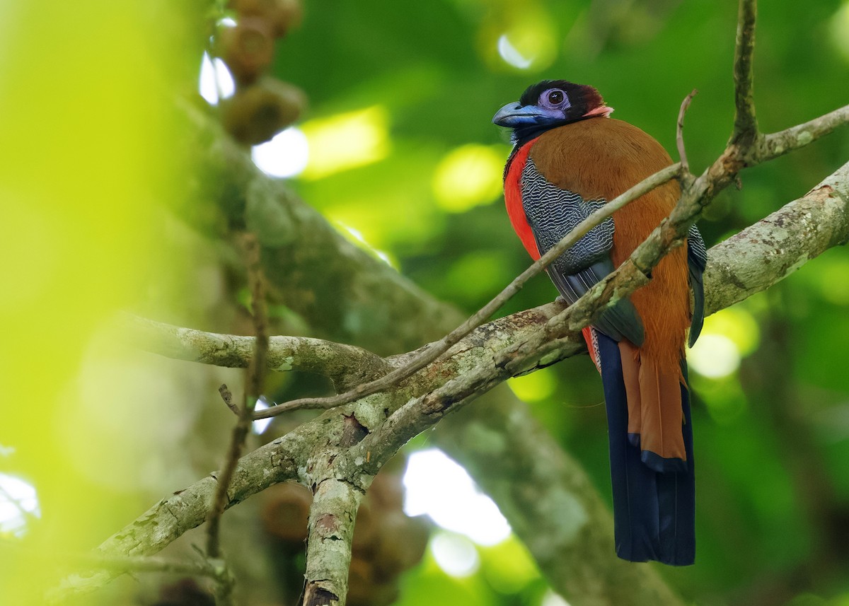 Diard's Trogon - ML646178748