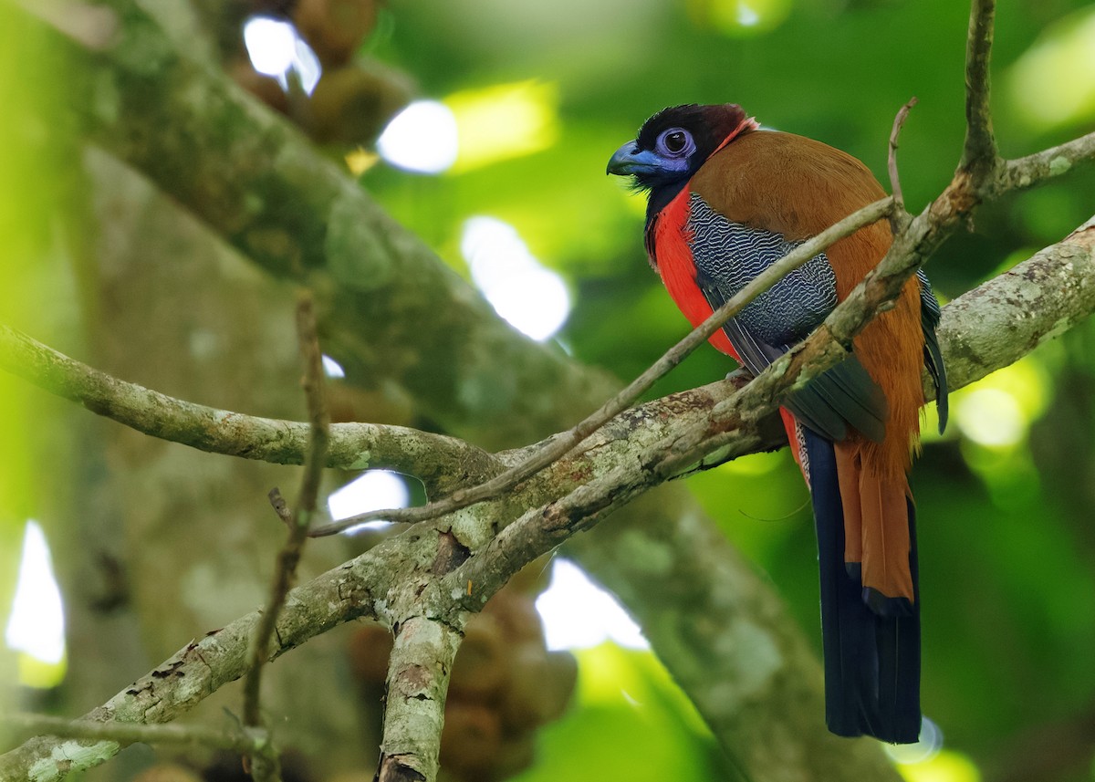 Diard's Trogon - ML646178749