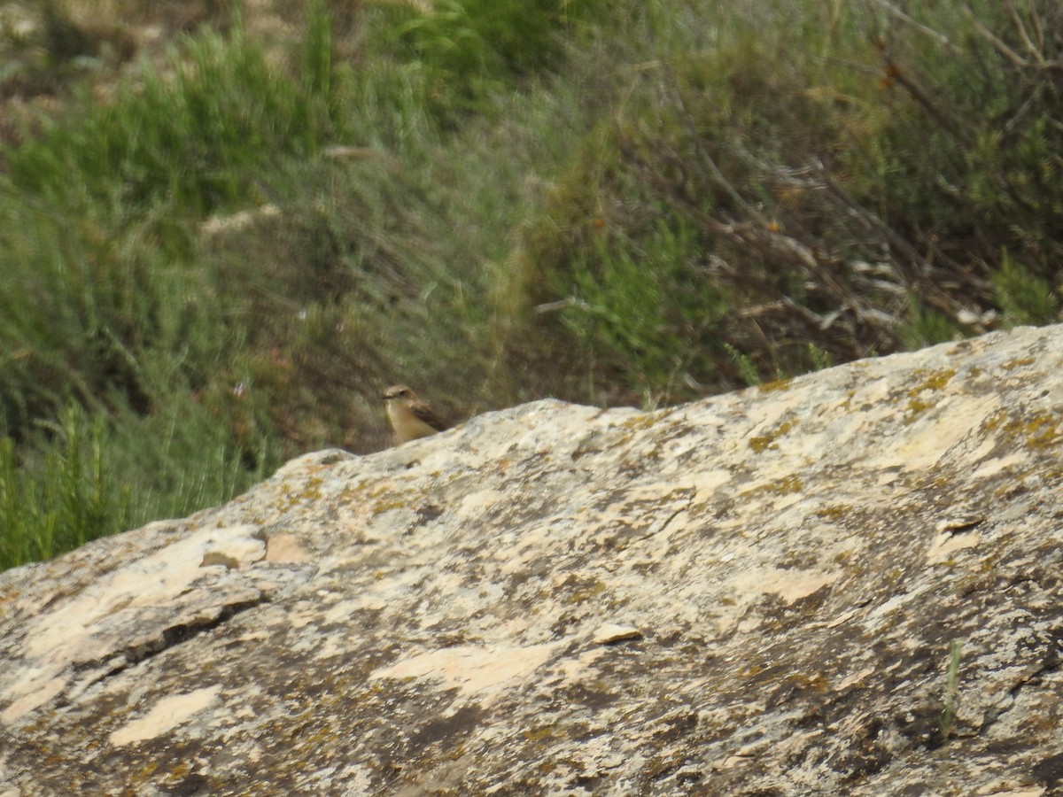 Western Black-eared Wheatear - ML646178750
