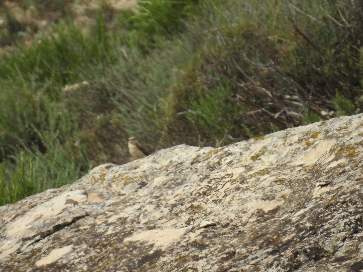 Western Black-eared Wheatear - ML646178751