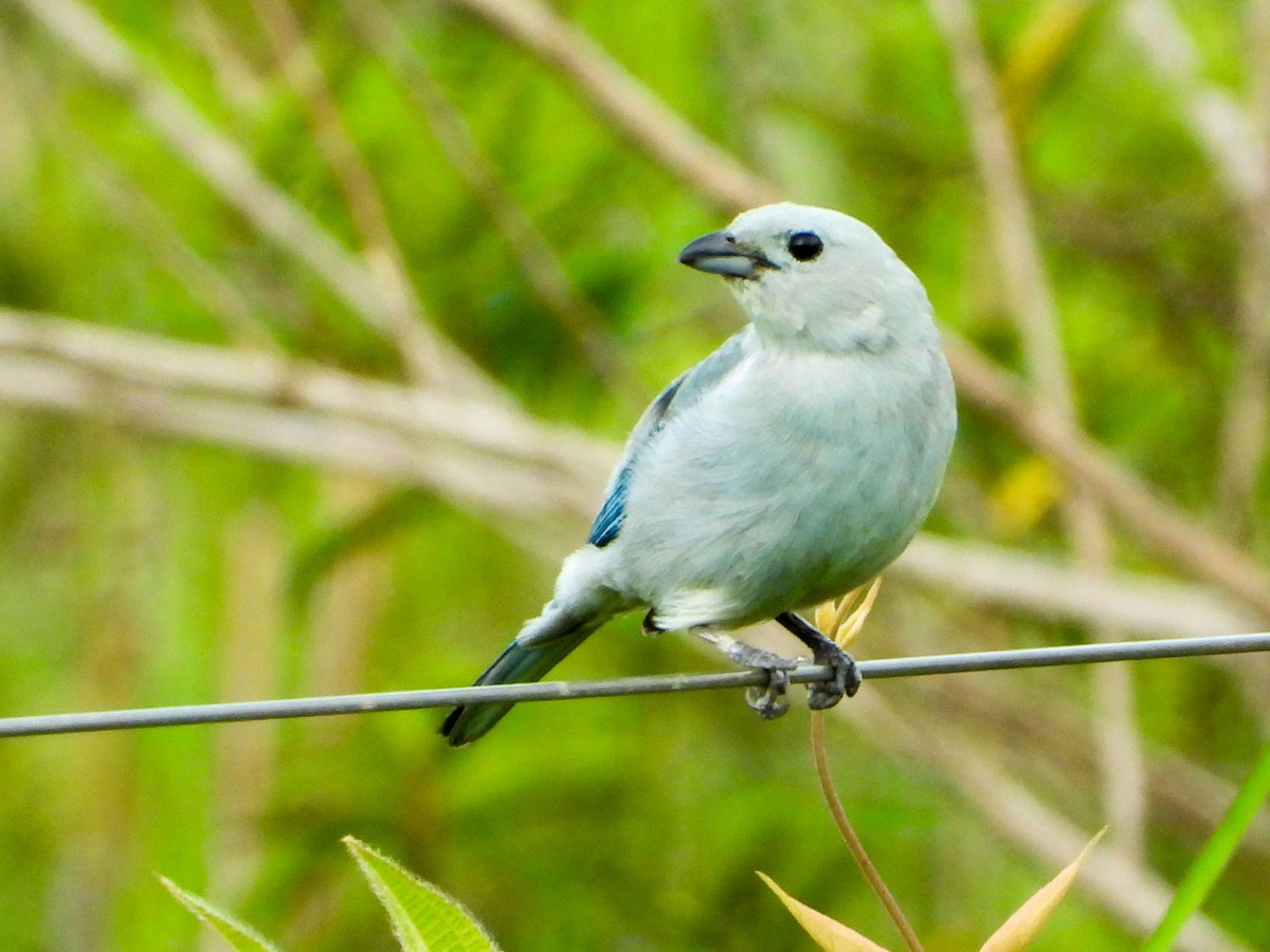 Blue-gray Tanager - ML646178752