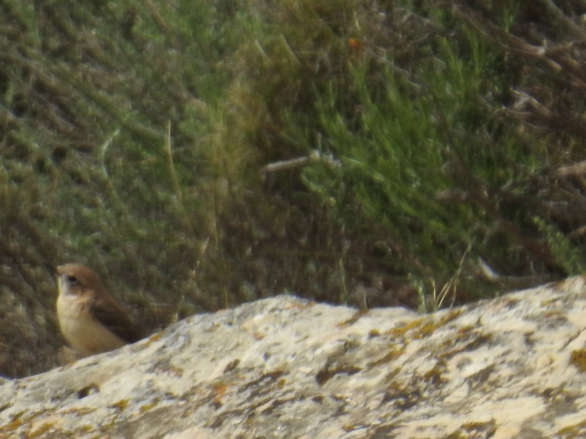 Western Black-eared Wheatear - ML646178753