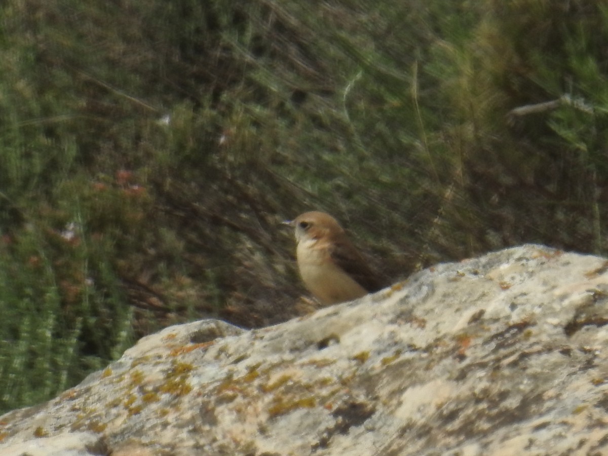 Western Black-eared Wheatear - ML646178754