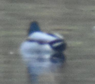 Mallard - ML646178755