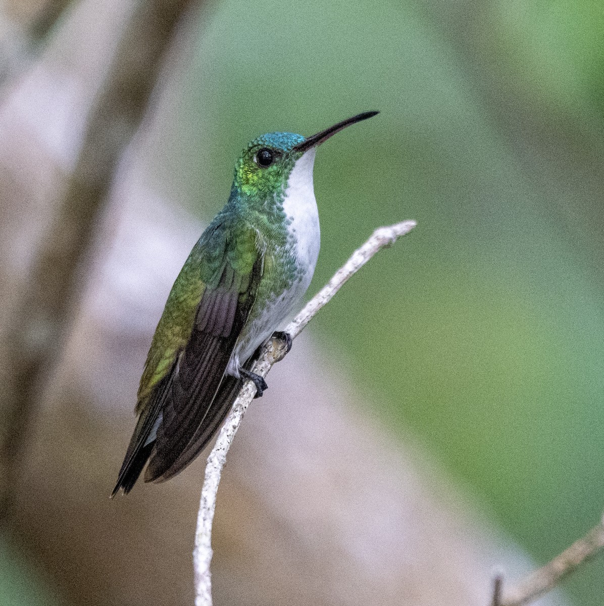 Plain-bellied Emerald - ML646178759
