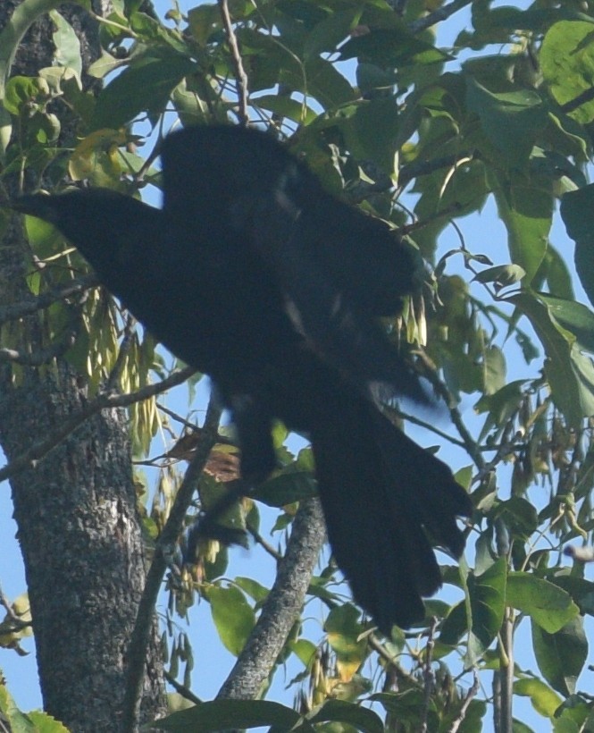 American Crow - ML646178760