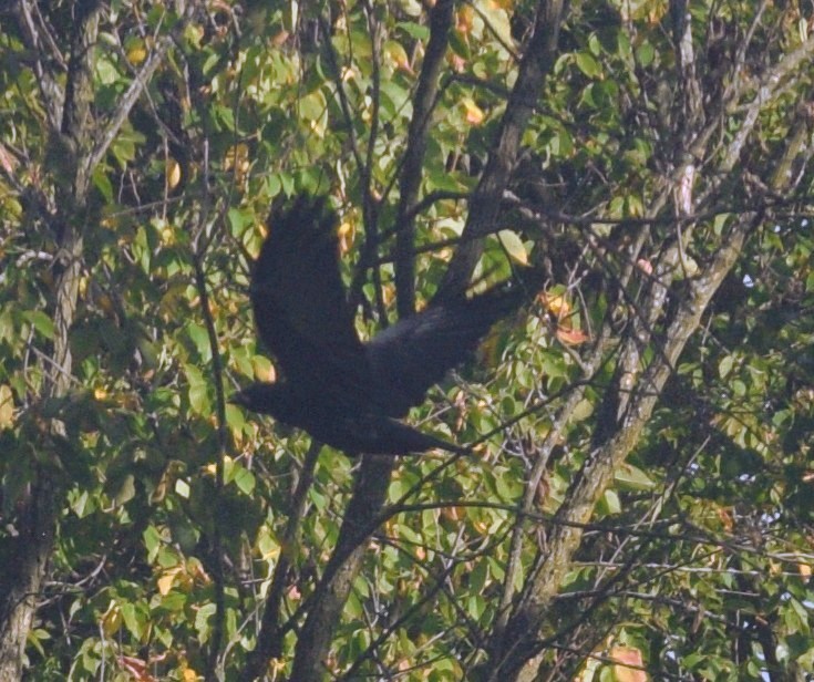 American Crow - ML646178761
