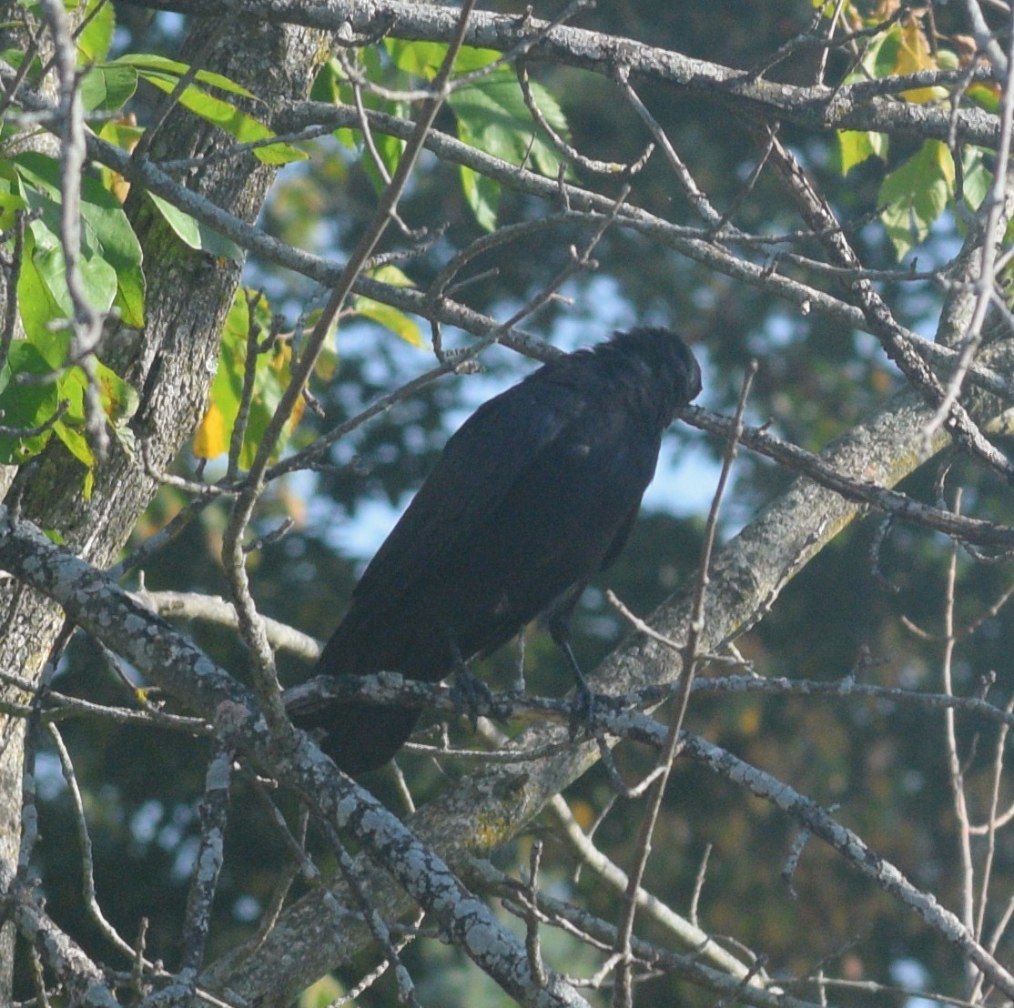American Crow - ML646178762