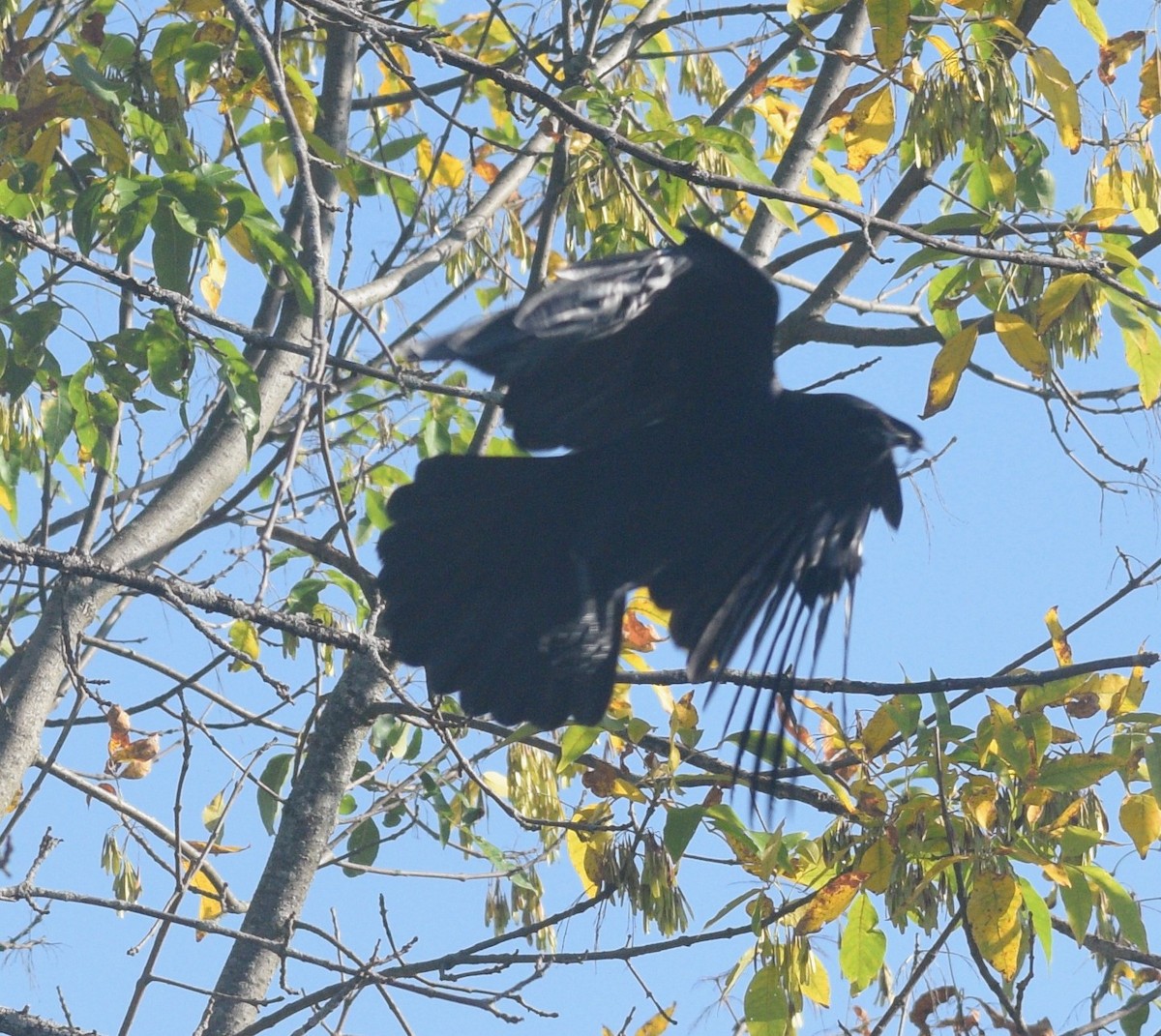 American Crow - ML646178763