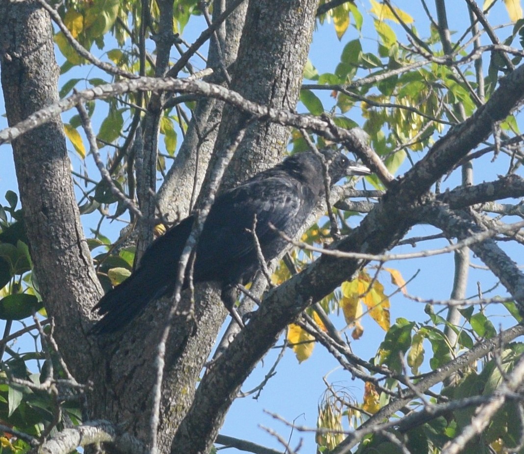 American Crow - ML646178764