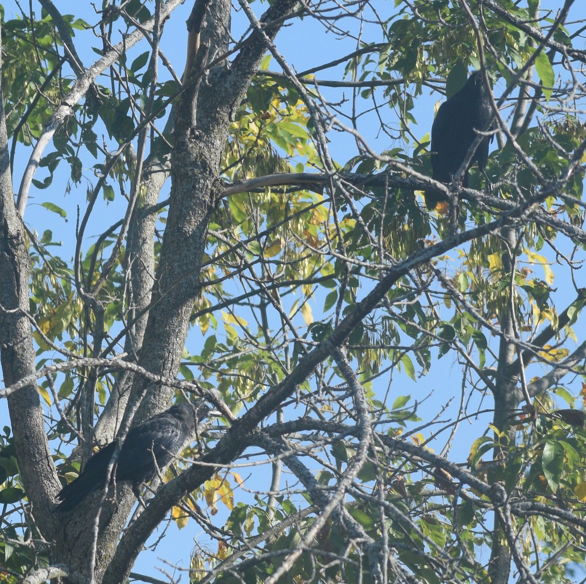 American Crow - ML646178767