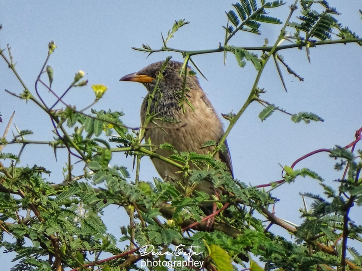 Rosy Starling - ML646178769