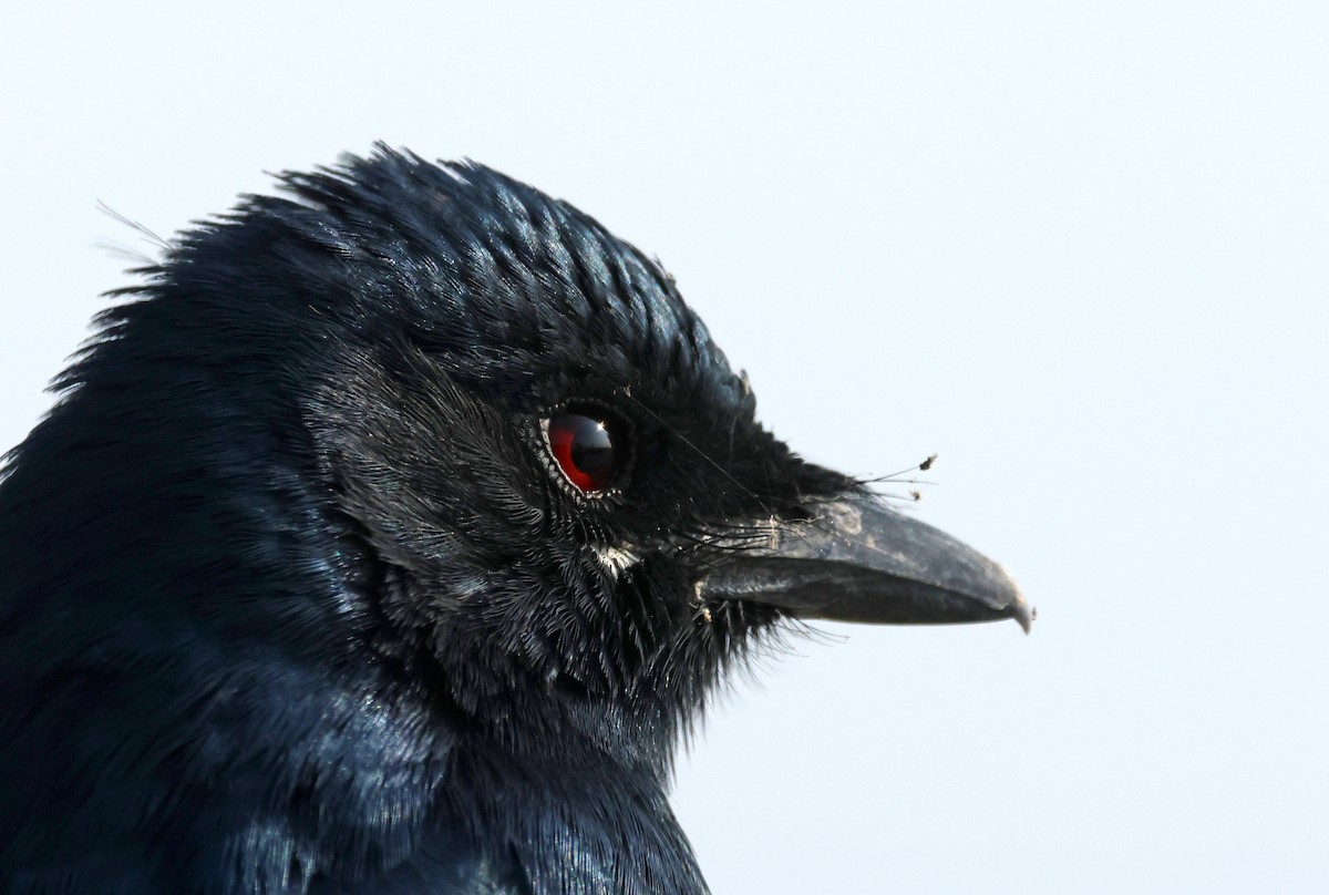 Black Drongo - ML646178770