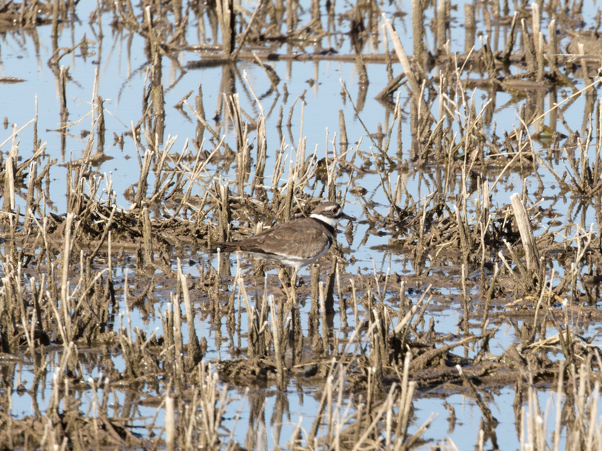 Killdeer - ML646178771