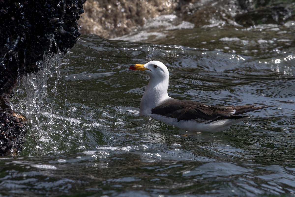 Belcher's Gull - ML646178772