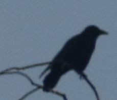 Carrion Crow - ML646178773