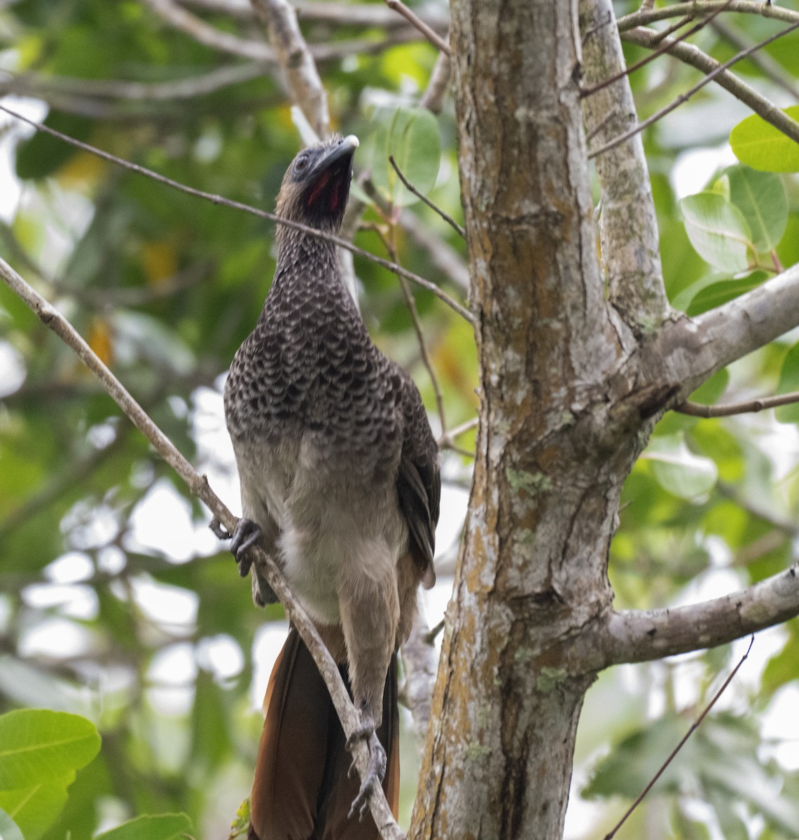 East Brazilian Chachalaca - ML646178774