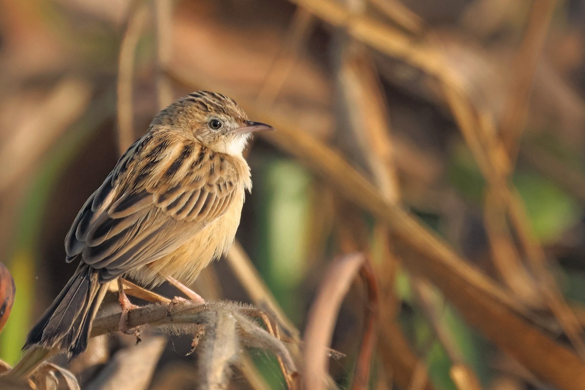 Zitting Cisticola - ML646178776