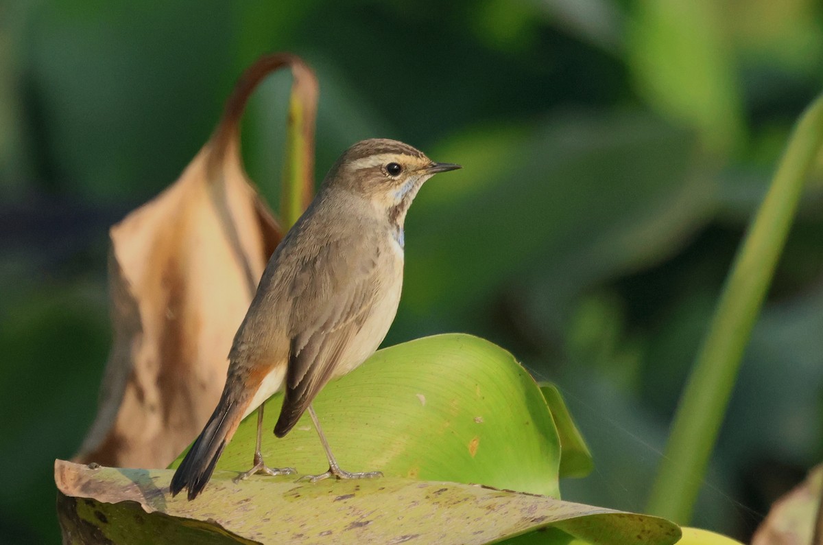 藍喉鴝 - ML646178781