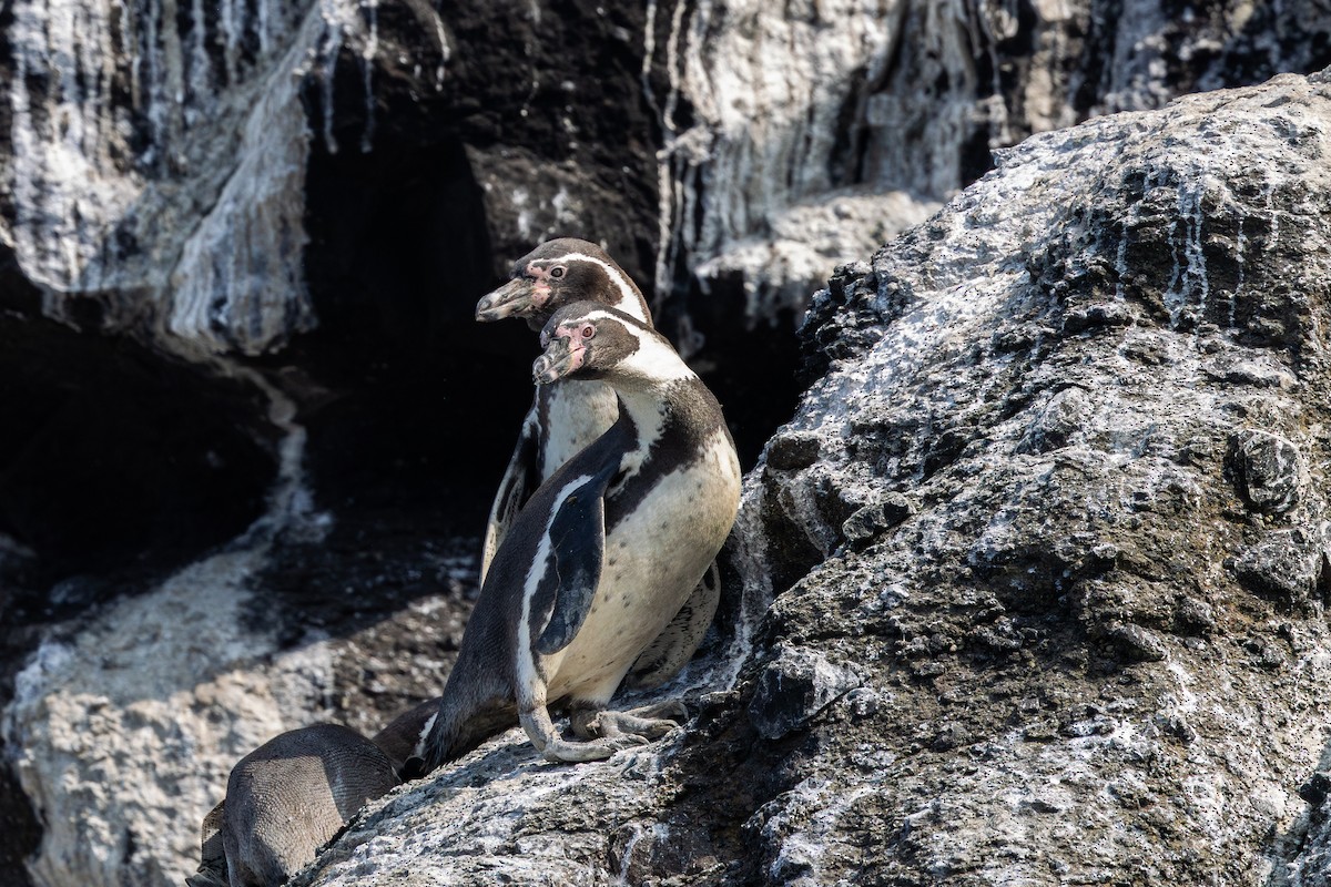 Humboldt Penguin - ML646178782