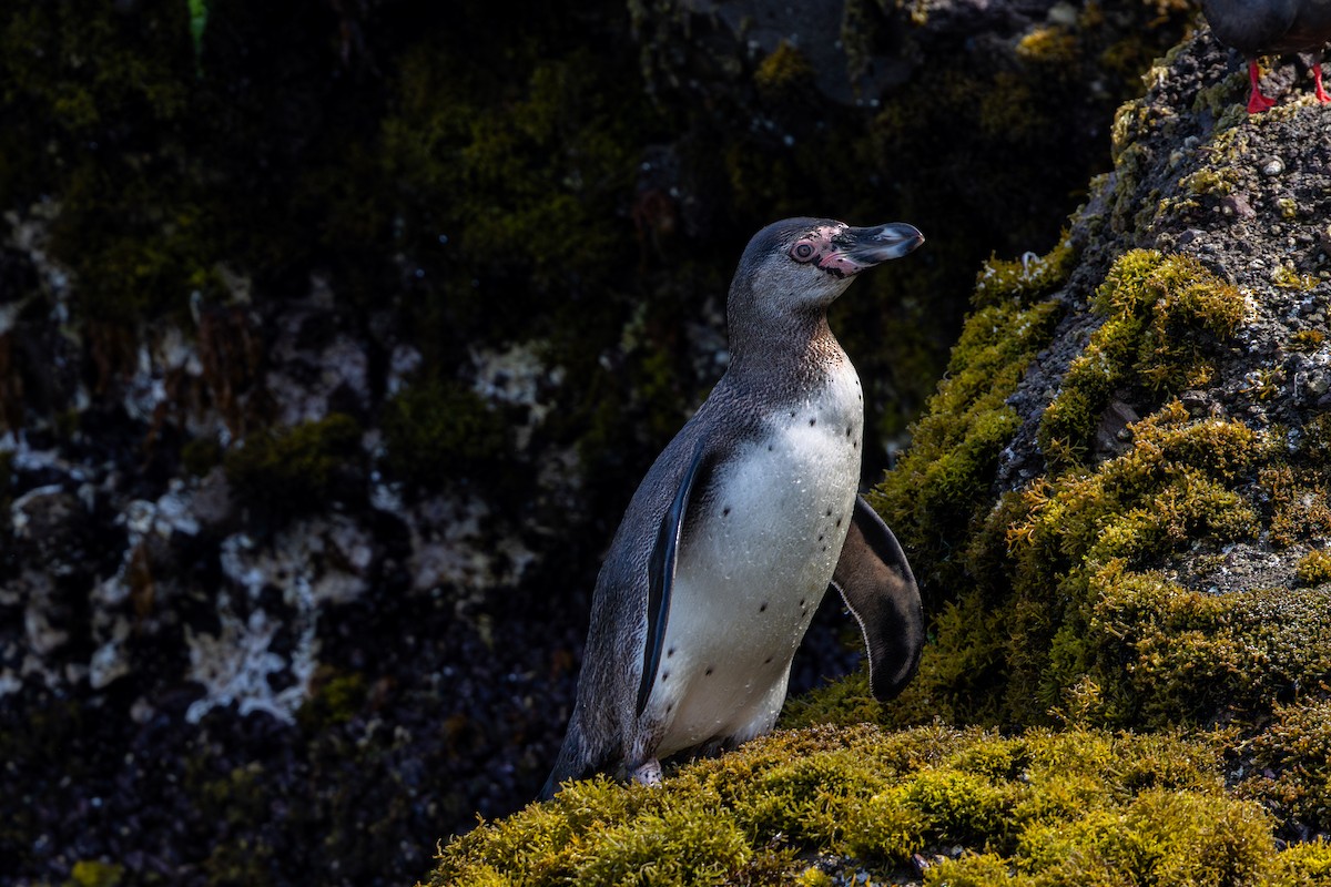 Humboldt Penguin - ML646178783