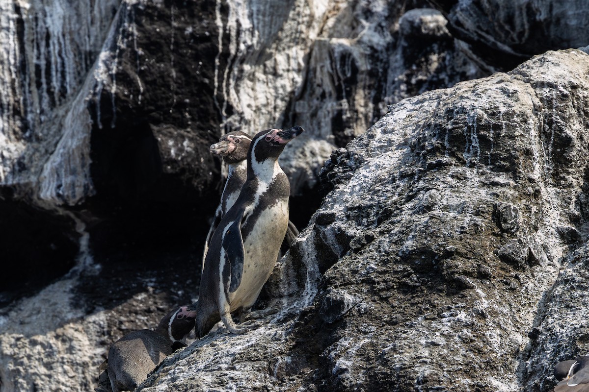 Humboldt Penguin - ML646178784