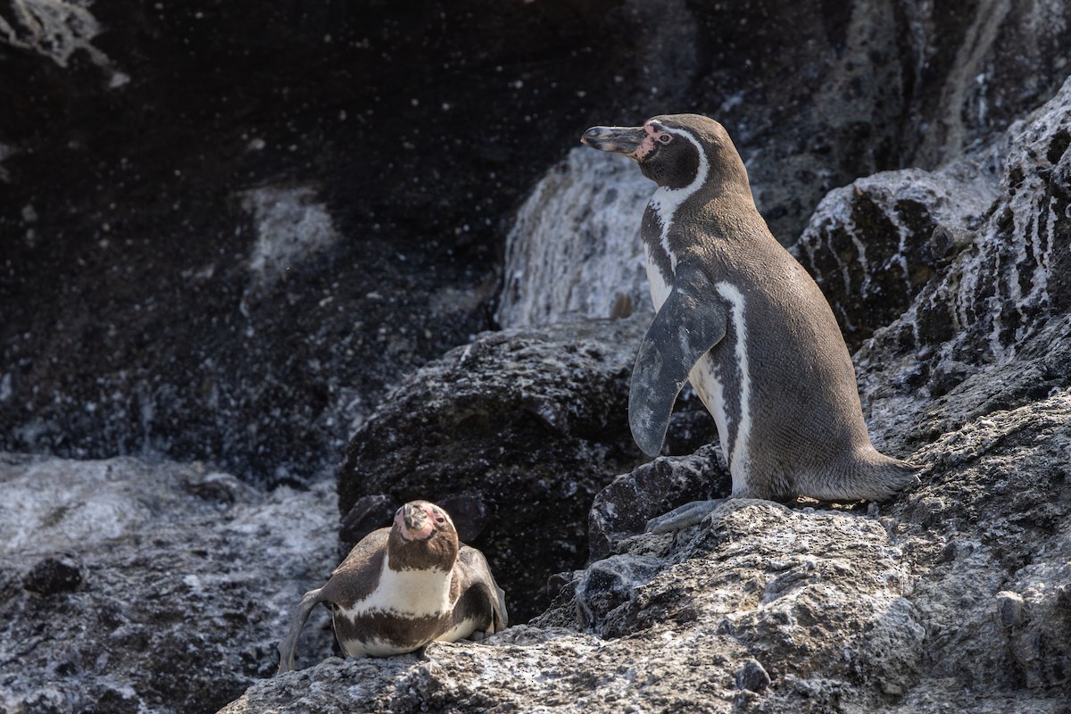 Humboldt Penguin - ML646178785