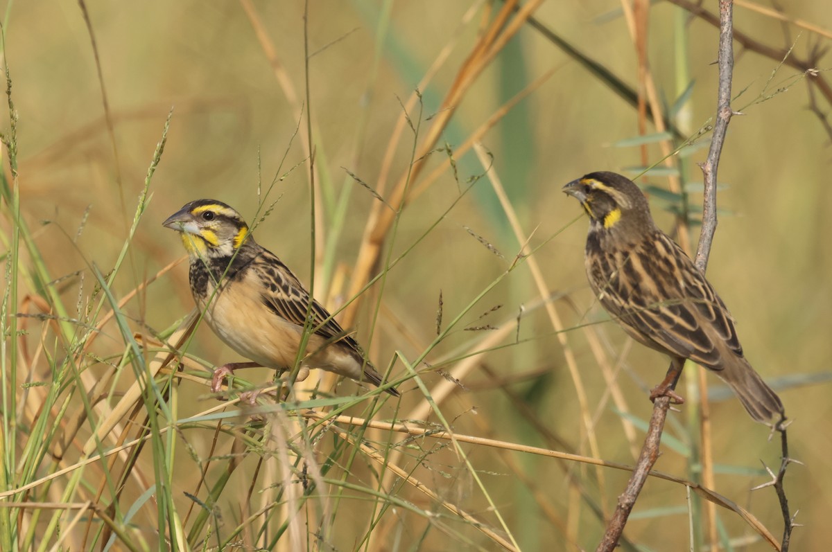 Black-breasted Weaver - ML646178793