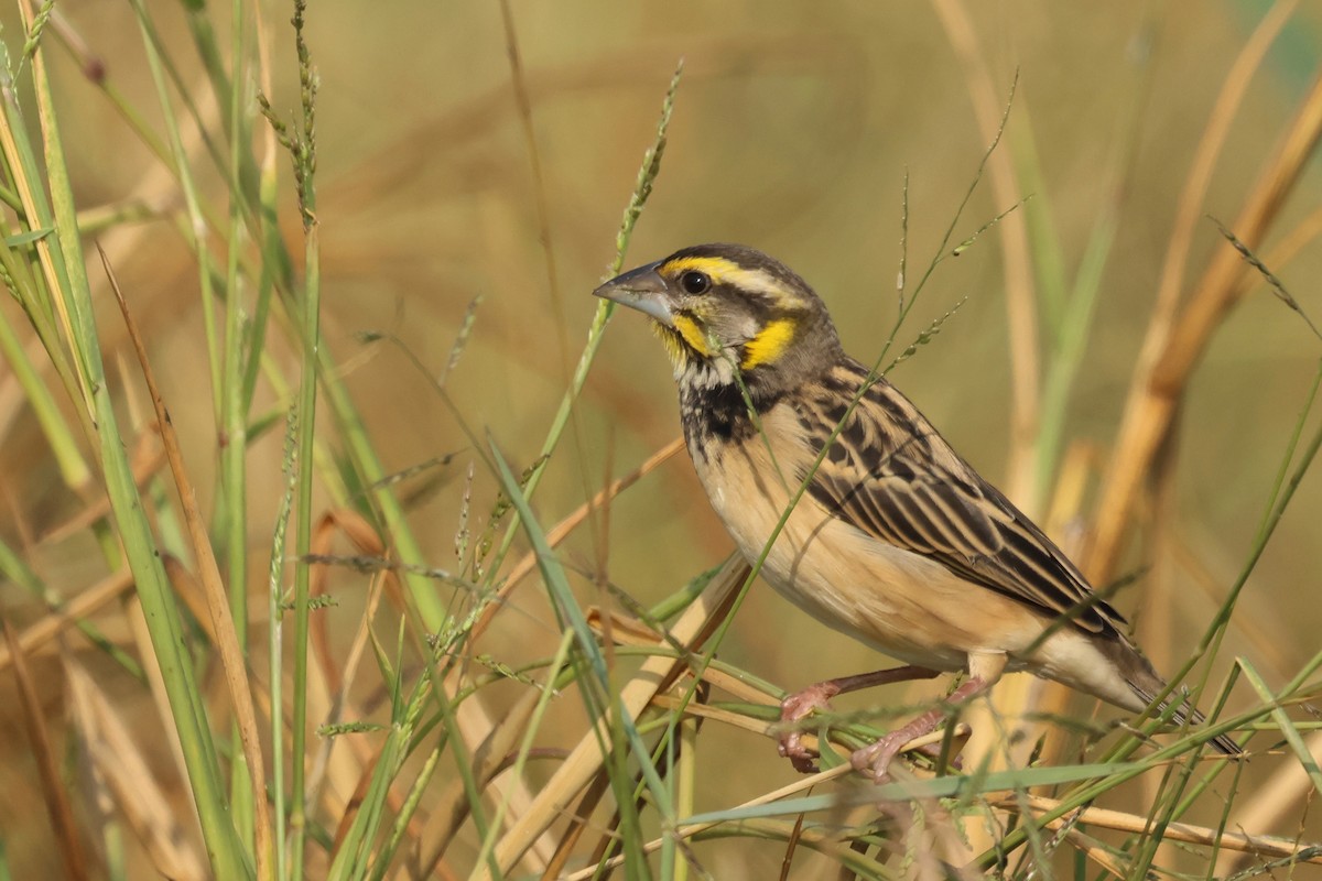 Black-breasted Weaver - ML646178794