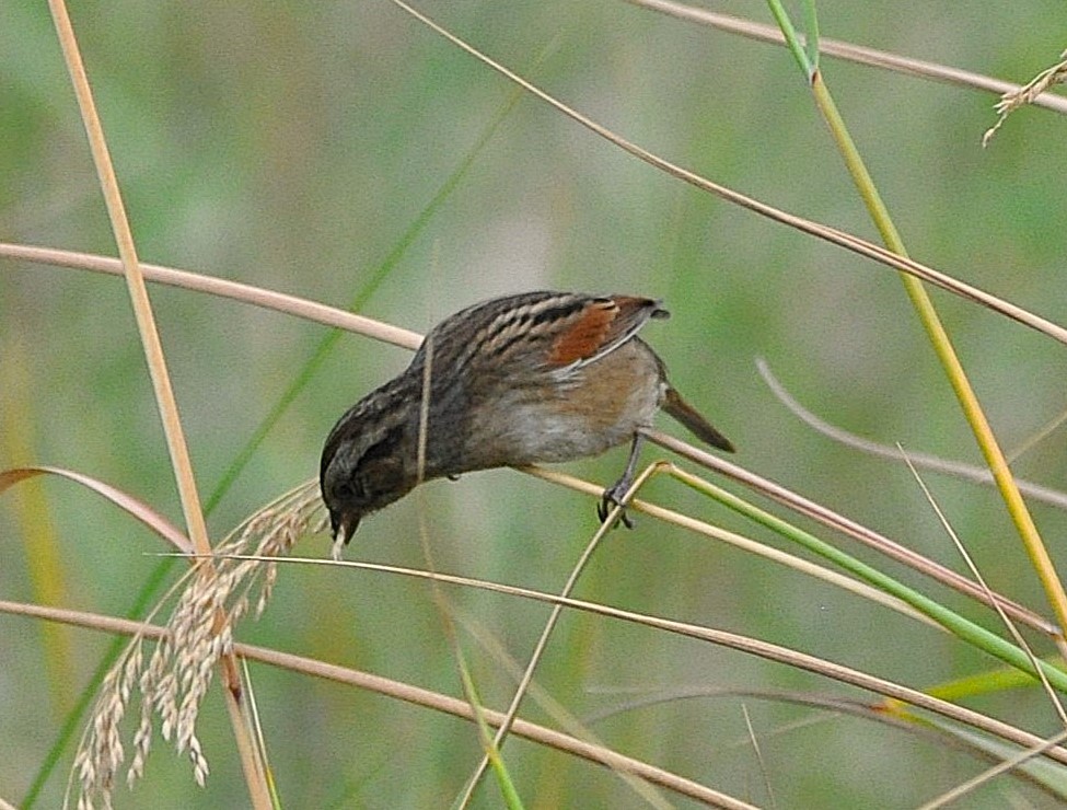 Swamp Sparrow - ML646178799