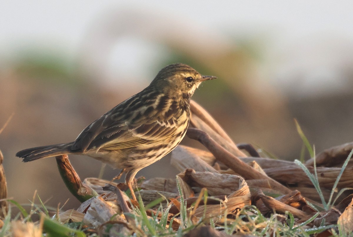 粉紅胸鷚 - ML646178800