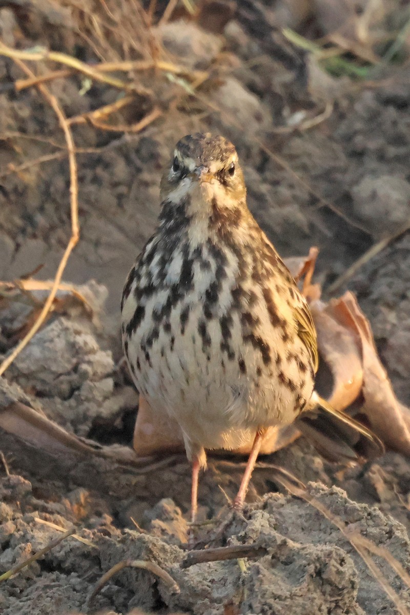 粉紅胸鷚 - ML646178801