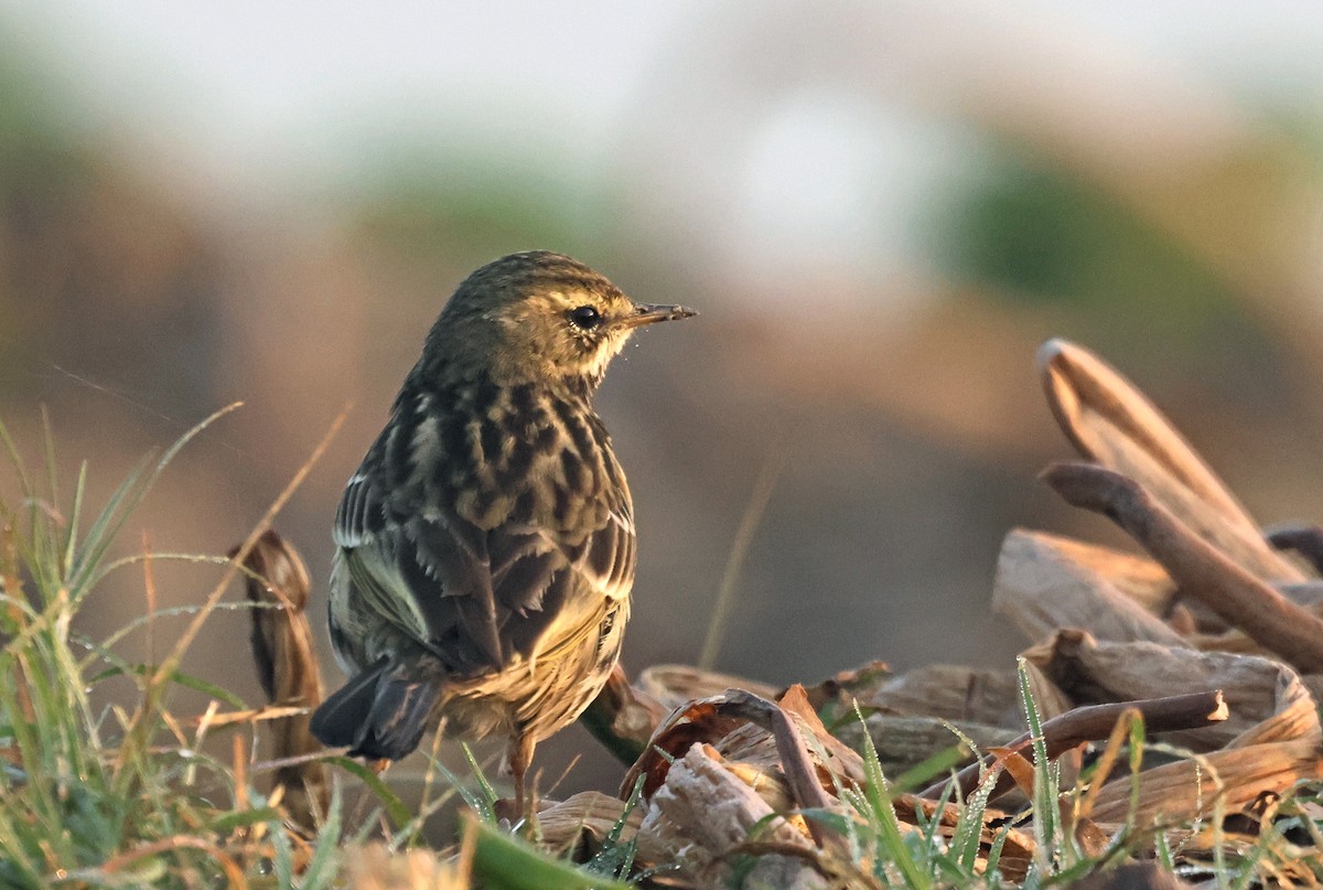 粉紅胸鷚 - ML646178802