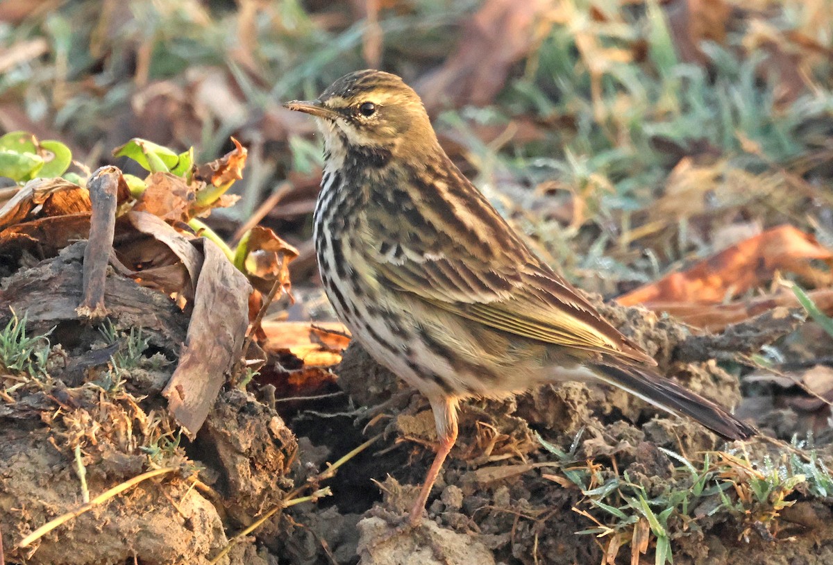 粉紅胸鷚 - ML646178803