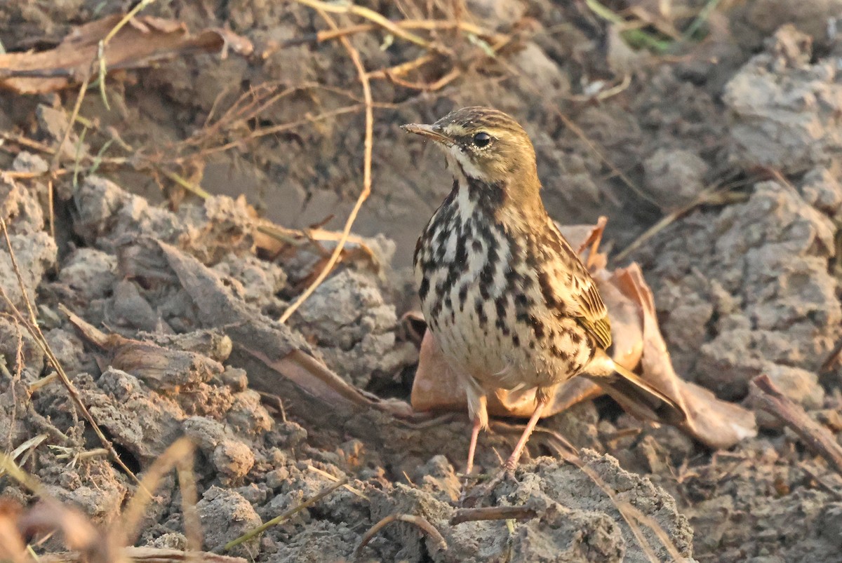 粉紅胸鷚 - ML646178804