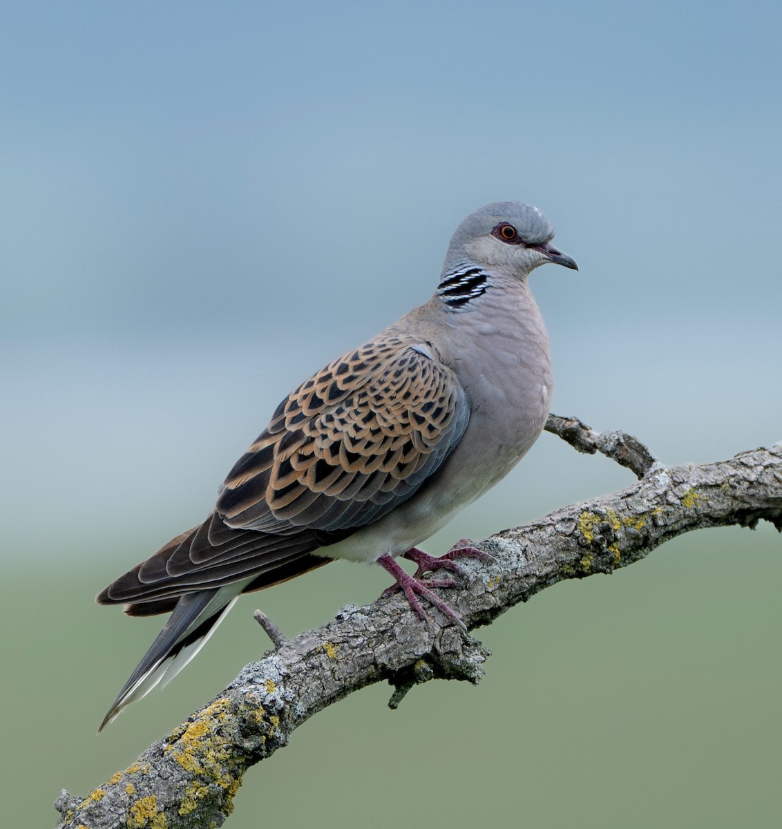 European Turtle-Dove - ML646178806