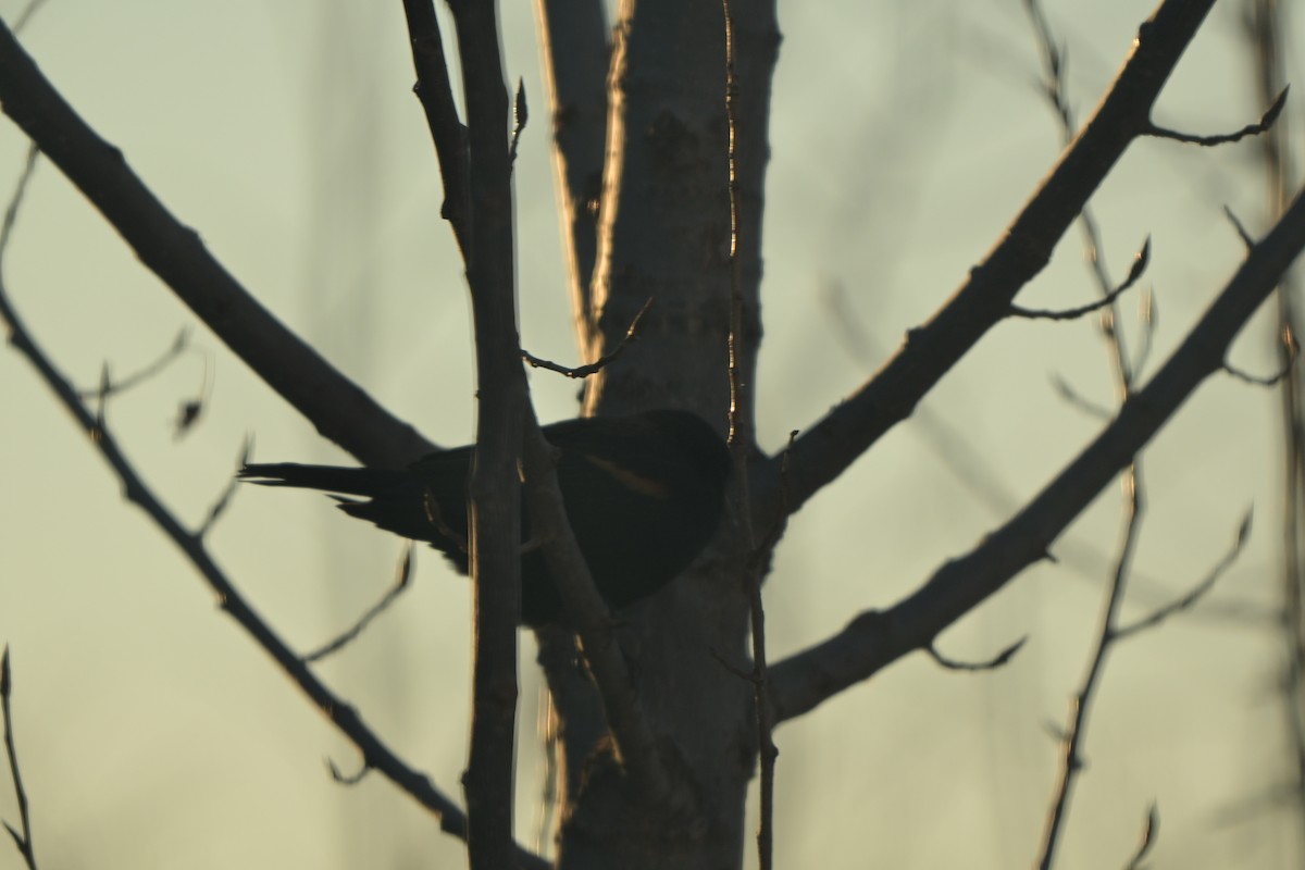 Red-winged Blackbird - ML646178808