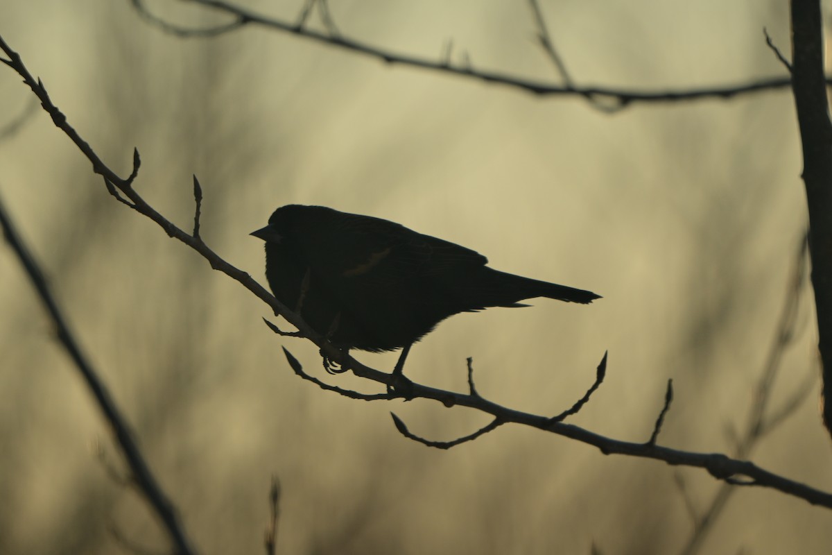 Red-winged Blackbird - ML646178810